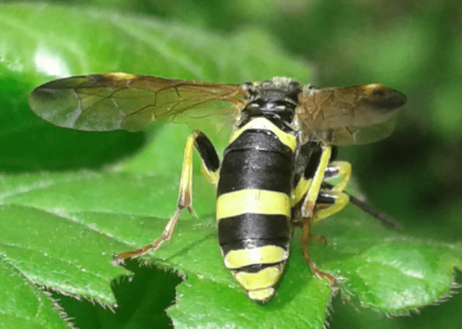 Tenthredinidae : Tenthredo zonula? S